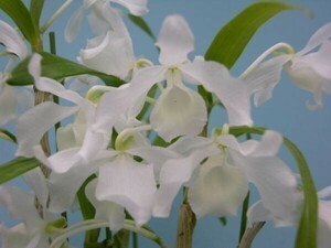 T♪洋蘭　Dendrobium nobile f. virginalis　 デンドロビューム　 洋ラン