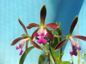 T♪洋蘭　 Epicattleya Fascination 'Brandywine'　 (C. guttata x Epi. cristatum) 洋ラン