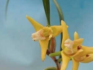 T♪洋蘭　Maxillaria tenuifolia 'Yamada' AM/AOS　 洋ラン