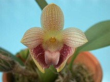 T♪洋蘭 Bulbophyllum facetum 　 洋ラン_画像1