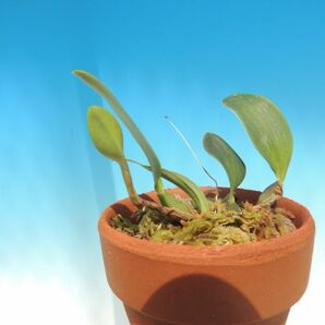 T♪小型洋蘭 Bulbophyllum sp.   洋ランの画像4