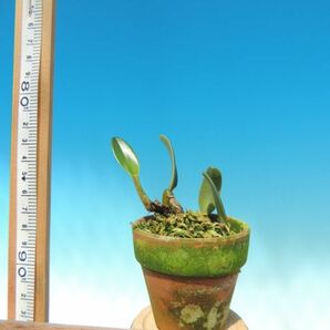 T♪小型洋蘭  Bulbophyllum frostii   洋ランの画像2