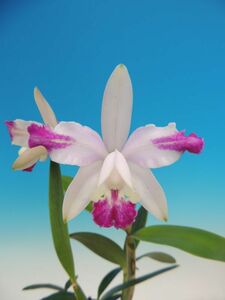 T♪洋蘭　Cattleya intermedia x sib. 　その２　 注：花保たず　 洋ラン