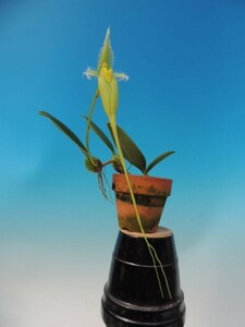 T♪洋蘭　 Bulbophyllum fascinator f.album 'Pompimol' BM/TOGA . 洋ラン