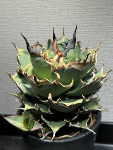  agave chitanota is tes. length special selection . stock ( inspection o terrorism i or is ka actual place lamp finest quality 