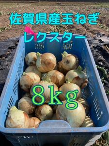 佐賀県産　新玉ねぎ　訳あり　早生　レクスター　期間限定　数量限定　野菜　8kg