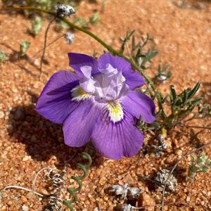 No.757 珍奇植物　Moraea tortilis モラエア トルティリス　貴重　南アフリカ