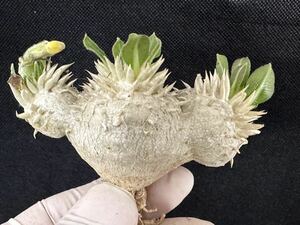 No.808 特選Pachypodium brevicaule パキポディウム　　恵比寿笑い 実生株　コーデックス塊根植物 限定株