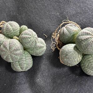 No.042 多肉植物 塊根植物 Euphorbia obesa ユーフォルビア オベサ 群生株 2株の画像8