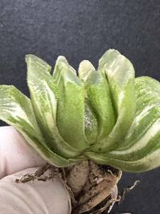 No.080 特選 サボテン・多肉植物　ハオルシア　玉扇錦 Haworthia truncata varieg