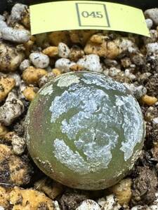 No.045Conophytum burgeri ブルゲリ　多肉植物　　コノフィツム4月2日撮影