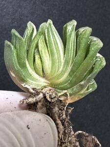 No.081 特選 サボテン・多肉植物　ハオルシア　玉扇錦 Haworthia truncata varieg