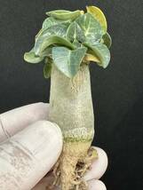 No.065 特選 アデニウム・Adenium Socotranum (KHZ : Khao Hin Zon) 　カオ・ヒン・ソーン　Adenium Khao_画像7