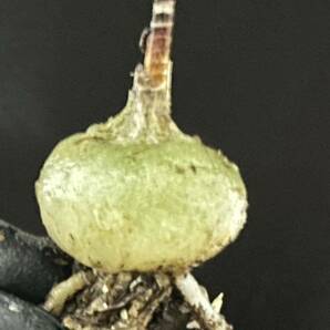 No.364 珍奇植物 貴重植物 オーニソガラム アンギナム Ornithogalum anguinum 5株setの画像5