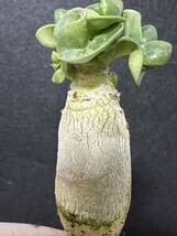 No.288 特選 アデニウム・Adenium Socotranum (KHZ : Khao Hin Zon) 　カオ・ヒン・ソーン　Adenium Khao_画像4