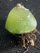 No.433 Conophytum burgeri ブルゲリ　多肉植物　　コノフィツム4月10日撮影_画像2