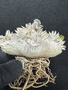 No.312 特選Pachypodium brevicaule パキポディウム　　恵比寿笑い 実生株　コーデックス塊根植物 限定株