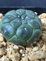 No.504 多肉植物 サボテン アストロフィルム　亀甲瑠璃兜 Astrophytum asterias nuda. cv.KIKKO FUKURYU _画像4