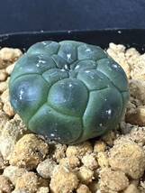 No.504 多肉植物 サボテン アストロフィルム　亀甲瑠璃兜 Astrophytum asterias nuda. cv.KIKKO FUKURYU _画像5