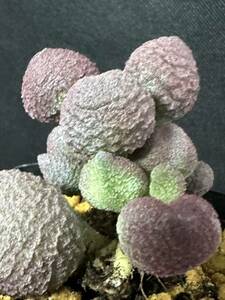 No.659 多肉植物　Adromischus アドロミスクス herrei hyb 'Peach'　