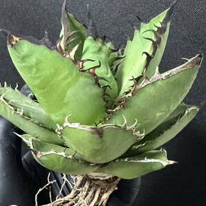 No.646 特選 多肉植物 アガベチタノタ Agave titanota 黒豹 極上大株 の画像10