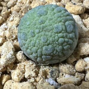 No.509 特選 プセウドリトス ミギウルティヌス Pseudolithos migiurtinus・ガガイモ 多肉植物の画像9