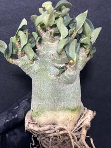 No.357 特選 アデニウム・オベスム　Adenium obesum 特大株