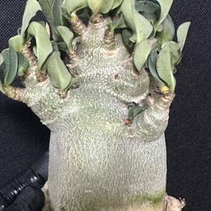 No.357 特選 アデニウム・オベスム Adenium obesum 特大株の画像2