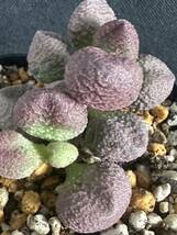 No.839 多肉植物　Adromischus アドロミスクス herrei hyb 'Peach'　_画像5