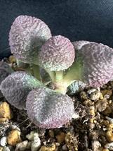 No.839 多肉植物　Adromischus アドロミスクス herrei hyb 'Peach'　_画像3