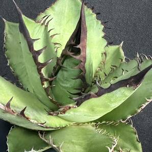 No.148 特選 多肉植物 アガベチタノタ Agave titanota 黒豹 極上大株 の画像4