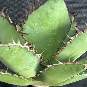 No.148 特選 多肉植物 アガベチタノタ Agave titanota 黒豹 極上大株 の画像9