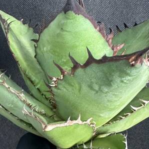 No.148 特選 多肉植物 アガベチタノタ Agave titanota 黒豹 極上大株 の画像2