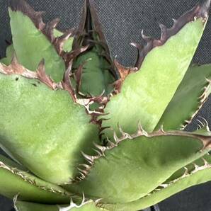 No.148 特選 多肉植物 アガベチタノタ Agave titanota 黒豹 極上大株 の画像8