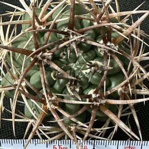 No.927 特選 Gymnocalycium hybopleurumBackeb選抜株 ギムノカリキウム フェロシオール 希少サボテン 限定特大株の画像1