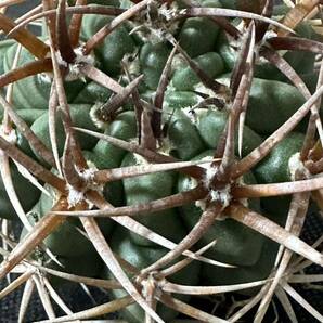 No.927 特選 Gymnocalycium hybopleurumBackeb選抜株 ギムノカリキウム フェロシオール 希少サボテン 限定特大株の画像8