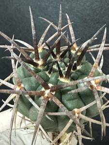 No.926 特選 Gymnocalycium hybopleurumBackeb選抜株 ギムノカリキウム フェロシオール 希少サボテン 