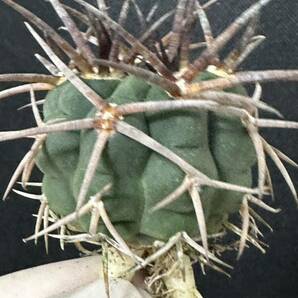 No.926 特選 Gymnocalycium hybopleurumBackeb選抜株 ギムノカリキウム フェロシオール 希少サボテン の画像8