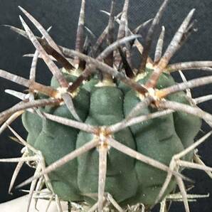 No.926 特選 Gymnocalycium hybopleurumBackeb選抜株 ギムノカリキウム フェロシオール 希少サボテン の画像9