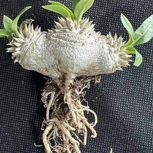 No.848 特選Pachypodium brevicaule パキポディウム  恵比寿笑い 実生株 コーデックス塊根植物 限定株の画像4