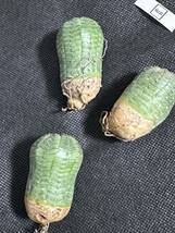 No.978 特選 ユーフォルビア オベサEuphorbia obesa 多肉植物 塊根植物 株激稀株 実生3株 新入荷_画像5