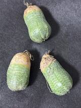 No.978 特選 ユーフォルビア オベサEuphorbia obesa 多肉植物 塊根植物 株激稀株 実生3株 新入荷_画像2