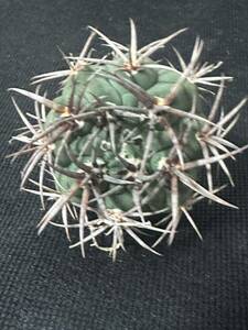 No.974 特選 Gymnocalycium hybopleurumBackeb選抜株 ギムノカリキウム フェロシオール 希少サボテン 限定株