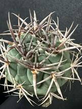 No.974 特選 Gymnocalycium hybopleurumBackeb選抜株 ギムノカリキウム フェロシオール 希少サボテン 限定株_画像5