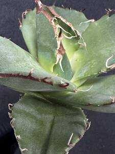 特選 アガベチタノタ　Agave titanota 黒豹　極上株 限定株