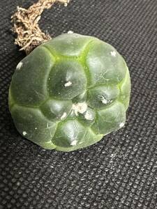 No.885 特選 多肉植物 サボテン アストロフィルム　亀甲瑠璃兜 Astrophytum asterias nuda. cv.KIKKO FUKURYU 