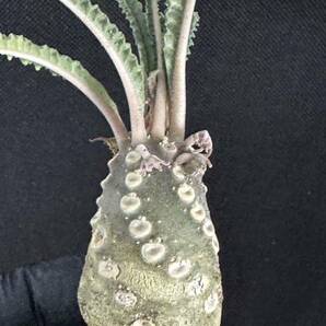 No.860 特選 ドルステニア ラブラニー/Dorstenia lavrani 塊根植物の画像3