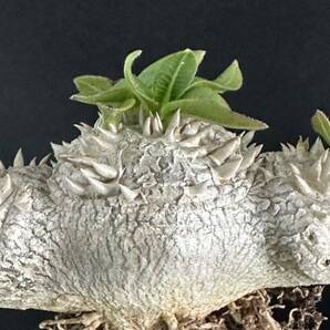 No.023 特選Pachypodium brevicaule パキポディウム  恵比寿笑い 実生株 コーデックス塊根植物 限定株の画像3