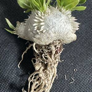 No.024 特選Pachypodium brevicaule パキポディウム  恵比寿笑い 実生株 コーデックス塊根植物 限定株の画像5