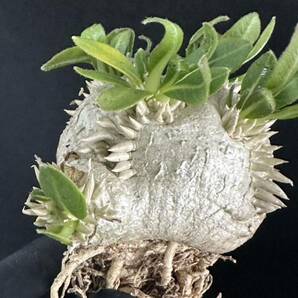 No.024 特選Pachypodium brevicaule パキポディウム  恵比寿笑い 実生株 コーデックス塊根植物 限定株の画像9